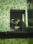 <img0*150:stuff/z/46887/Nehirwen%2520stock%2520-%2520Zoo%2520Animals/Berlin%20362.jpg>