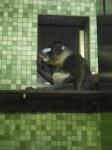 <img0*150:stuff/z/46887/Nehirwen%2520stock%2520-%2520Zoo%2520Animals/Berlin%20363.jpg>