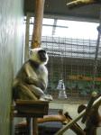 <img0*150:stuff/z/46887/Nehirwen%2520stock%2520-%2520Zoo%2520Animals/Berlin%20364.jpg>