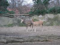 <img0*150:stuff/z/46887/Nehirwen%2520stock%2520-%2520Zoo%2520Animals/Berlin%20368.jpg>
