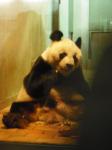 <img0*150:stuff/z/46887/Nehirwen%2520stock%2520-%2520Zoo%2520Animals/Berlin%20369.jpg>