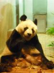 <img0*150:stuff/z/46887/Nehirwen%2520stock%2520-%2520Zoo%2520Animals/Berlin%20372.jpg>