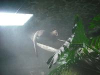 <img0*150:stuff/z/46887/Nehirwen%2520stock%2520-%2520Zoo%2520Animals/Berlin%20374.jpg>