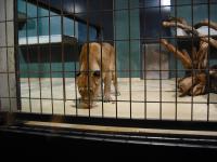<img0*150:stuff/z/46887/Nehirwen%2520stock%2520-%2520Zoo%2520Animals/Berlin%20387.jpg>