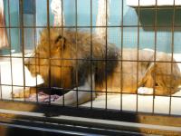 <img0*150:stuff/z/46887/Nehirwen%2520stock%2520-%2520Zoo%2520Animals/Berlin%20389.jpg>