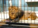 Nehirwen stock - Zoo Animals