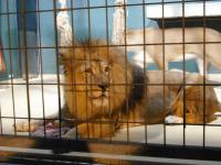 <img0*150:stuff/z/46887/Nehirwen%2520stock%2520-%2520Zoo%2520Animals/Berlin%20393.jpg>