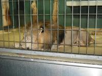 <img0*150:stuff/z/46887/Nehirwen%2520stock%2520-%2520Zoo%2520Animals/Berlin%20395.jpg>