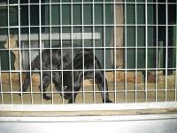 <img0*150:stuff/z/46887/Nehirwen%2520stock%2520-%2520Zoo%2520Animals/Berlin%20401.jpg>