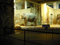 <img0*150:stuff/z/46887/Nehirwen%2520stock%2520-%2520Zoo%2520Animals/Berlin%20410.jpg>