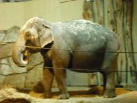 <img0*150:stuff/z/46887/Nehirwen%2520stock%2520-%2520Zoo%2520Animals/Berlin%20412.jpg>