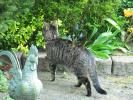 <img0*100:stuff/z/46887/Nehirwen%2520stock%2520-%2520cat/%40parents%20070.jpg>
