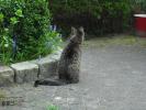 <img0*100:stuff/z/46887/Nehirwen%2520stock%2520-%2520cat/%40parents%20072.jpg>