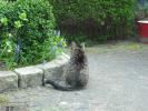 <img0*100:stuff/z/46887/Nehirwen%2520stock%2520-%2520cat/%40parents%20073.jpg>