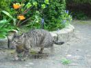 <img0*100:stuff/z/46887/Nehirwen%2520stock%2520-%2520cat/%40parents%20074.jpg>