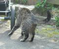 <img0*100:stuff/z/46887/Nehirwen%2520stock%2520-%2520cat/%40parents%20108.jpg>