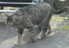 <img0*100:stuff/z/46887/Nehirwen%2520stock%2520-%2520cat/%40parents%20112.jpg>