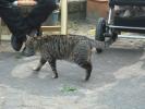 <img0*100:stuff/z/46887/Nehirwen%2520stock%2520-%2520cat/%40parents%20113.jpg>