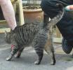 <img0*100:stuff/z/46887/Nehirwen%2520stock%2520-%2520cat/%40parents%20114.jpg>