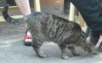 Nehirwen stock - cat