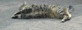 <img0*100:stuff/z/46887/Nehirwen%2520stock%2520-%2520cat/%40parents%20120.jpg>