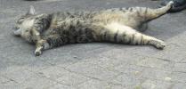 <img0*100:stuff/z/46887/Nehirwen%2520stock%2520-%2520cat/%40parents%20121.jpg>