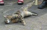<img0*100:stuff/z/46887/Nehirwen%2520stock%2520-%2520cat/%40parents%20124.jpg>