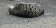 <img0*100:stuff/z/46887/Nehirwen%2520stock%2520-%2520cat/%40parents%20125.jpg>