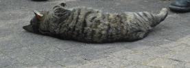 <img0*100:stuff/z/46887/Nehirwen%2520stock%2520-%2520cat/%40parents%20126.jpg>