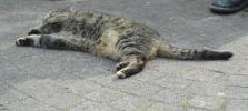 <img0*100:stuff/z/46887/Nehirwen%2520stock%2520-%2520cat/%40parents%20127.jpg>