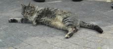 <img0*100:stuff/z/46887/Nehirwen%2520stock%2520-%2520cat/%40parents%20130.jpg>