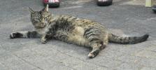 <img0*100:stuff/z/46887/Nehirwen%2520stock%2520-%2520cat/%40parents%20131.jpg>