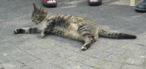<img0*100:stuff/z/46887/Nehirwen%2520stock%2520-%2520cat/%40parents%20132.jpg>