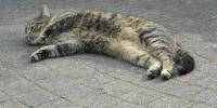 <img0*100:stuff/z/46887/Nehirwen%2520stock%2520-%2520cat/%40parents%20135.jpg>