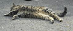 <img0*100:stuff/z/46887/Nehirwen%2520stock%2520-%2520cat/%40parents%20136.jpg>