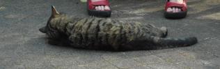 <img0*100:stuff/z/46887/Nehirwen%2520stock%2520-%2520cat/%40parents%20138.jpg>