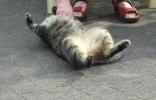<img0*100:stuff/z/46887/Nehirwen%2520stock%2520-%2520cat/%40parents%20139.jpg>