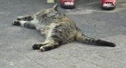 <img0*100:stuff/z/46887/Nehirwen%2520stock%2520-%2520cat/%40parents%20142.jpg>