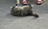 <img0*100:stuff/z/46887/Nehirwen%2520stock%2520-%2520cat/%40parents%20143.jpg>