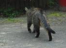 <img0*100:stuff/z/46887/Nehirwen%2520stock%2520-%2520cat/%40parents%20145.jpg>