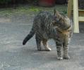 <img0*100:stuff/z/46887/Nehirwen%2520stock%2520-%2520cat/%40parents%20149.jpg>