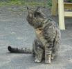 <img0*100:stuff/z/46887/Nehirwen%2520stock%2520-%2520cat/%40parents%20150.jpg>