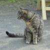 <img0*100:stuff/z/46887/Nehirwen%2520stock%2520-%2520cat/%40parents%20151.jpg>