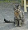 <img0*100:stuff/z/46887/Nehirwen%2520stock%2520-%2520cat/%40parents%20152.jpg>