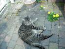 <img0*100:stuff/z/46887/Nehirwen%2520stock%2520-%2520cat/%40parents%20157.jpg>