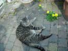 <img0*100:stuff/z/46887/Nehirwen%2520stock%2520-%2520cat/%40parents%20159.jpg>