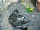 <img0*100:stuff/z/46887/Nehirwen%2520stock%2520-%2520cat/%40parents%20160.jpg>