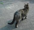 <img0*100:stuff/z/46887/Nehirwen%2520stock%2520-%2520cat/%40parents%20164.jpg>