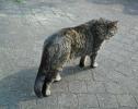 <img0*100:stuff/z/46887/Nehirwen%2520stock%2520-%2520cat/%40parents%20166.jpg>