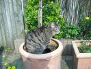 <img0*100:stuff/z/46887/Nehirwen%2520stock%2520-%2520cat/%40parents%20193.jpg>